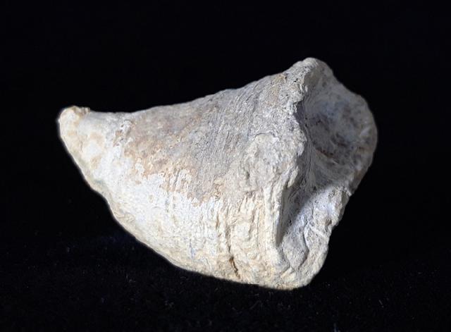 Calceola sandalina (LINNAEUS 1771) - Bild © FossNet FossilienStore